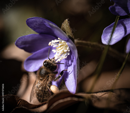 Fleißige Biene bei der Arbeit auf einer kraftvollen violett blühenden Frühlingsblume im Wald 