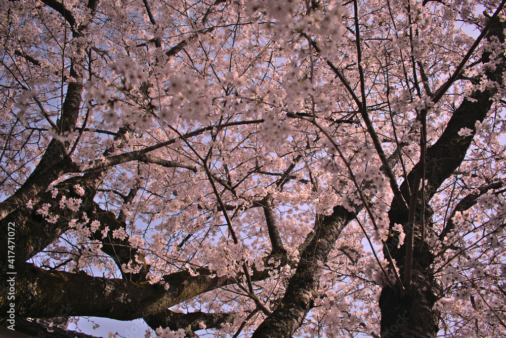 Cherry tree with abundant flowers seen from below, in Narita Cherry tree with abundant flowers seen from below, in Narita
