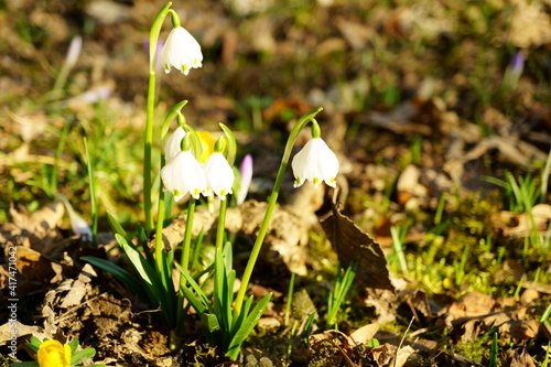 Macro photography of spring snowdrop flowers in february