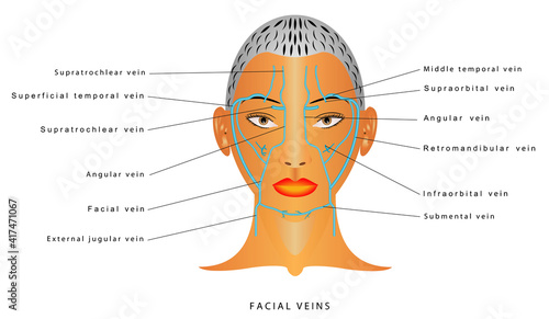 Facial veins. Venous Drainage of Face. Human facial veins.