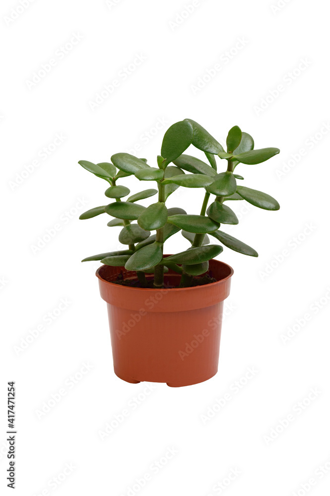 Houseplant Crassula in a pot isolated on white background. Suculent plant with thick green leaves. Houseplant Crassula in a pot isolated on white background. Suculent plant with thick green leaves.