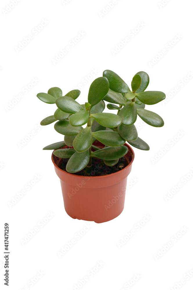 Houseplant Crassula in a pot isolated on white background. Suculent plant with thick green leaves.