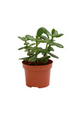 Houseplant Crassula in a pot isolated on white background. Suculent plant with thick green leaves.