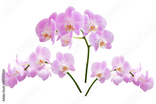 Beautiful blooming branches of pink phalaenopsis orchids isolated on a white background.