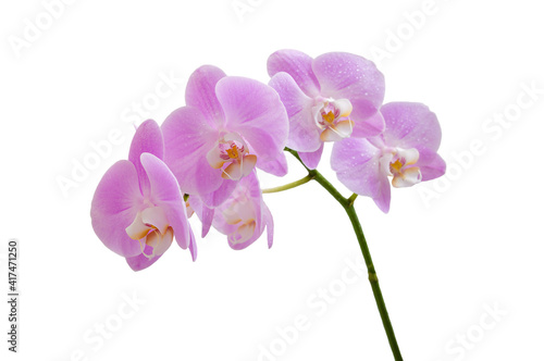 Blooming branch of pink Phalaenopsis orchid isolated on white background.