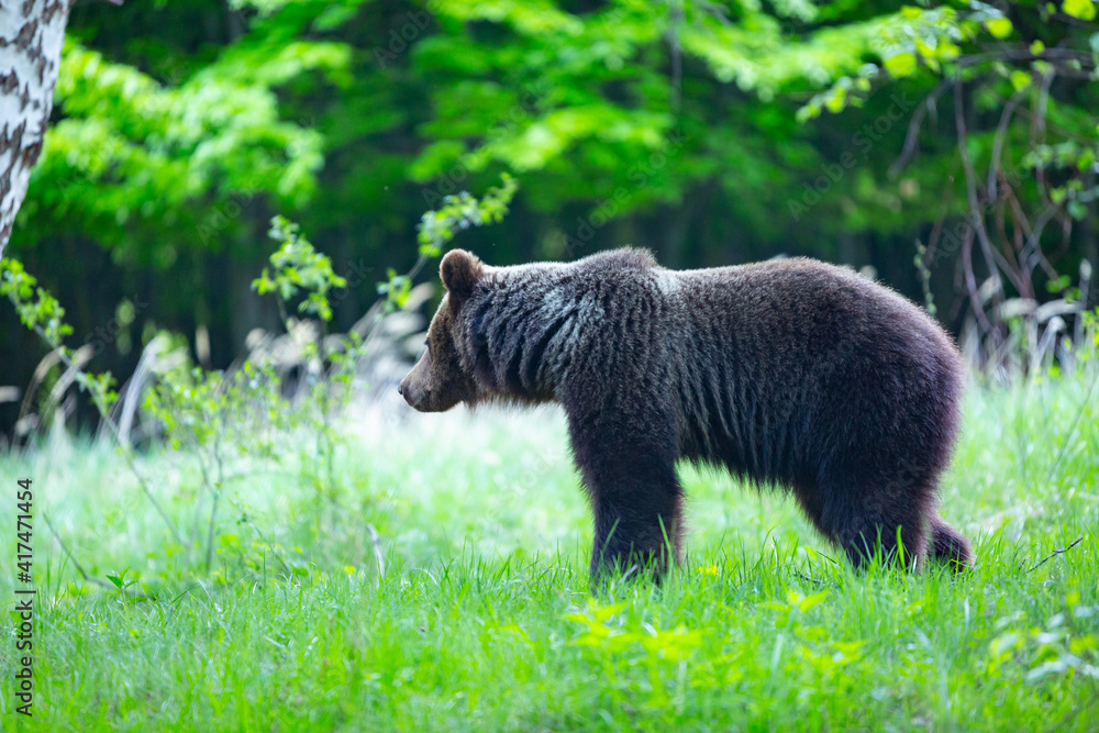 Fototapeta premium Dangerous young brown bear , ursus arctos , walks on mountain meadow. Wildlife scenery