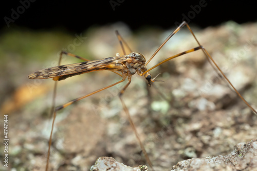 Crane fly, Metalimnobia on aspen wood, macro photo © Henrik Larsson