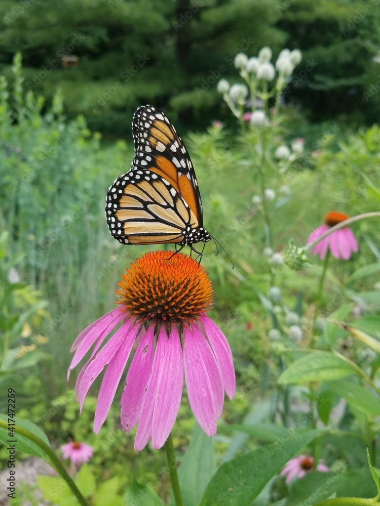 Naklejka premium Monarch Butterfly in the Garden