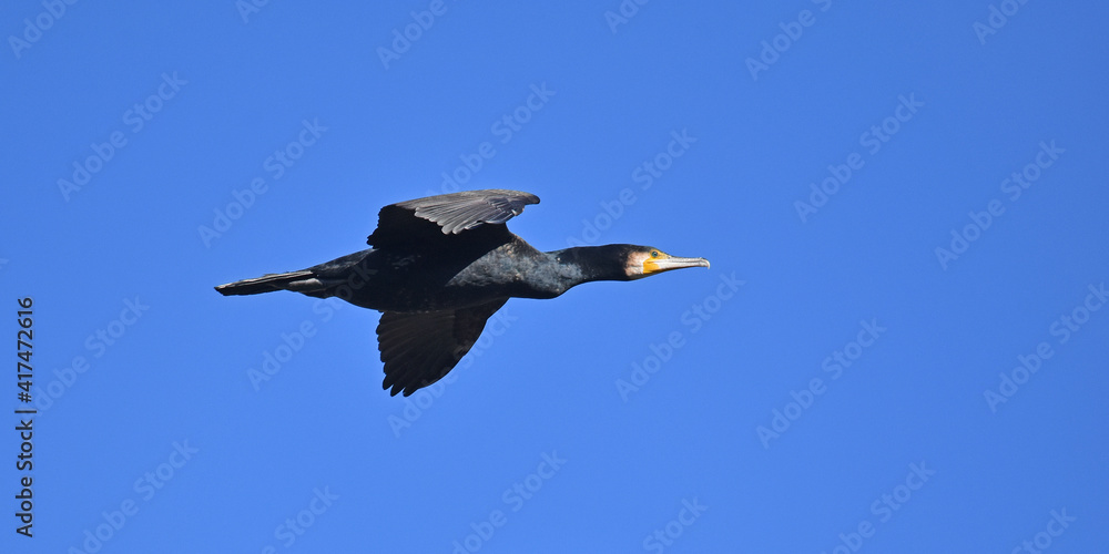 Kormoran