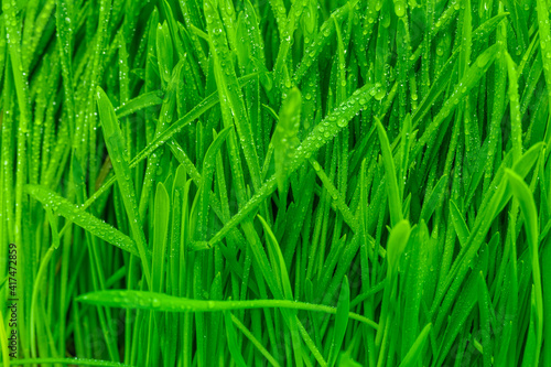 Green grass with dew drops, nature pattern background. Sprouted wet oats.