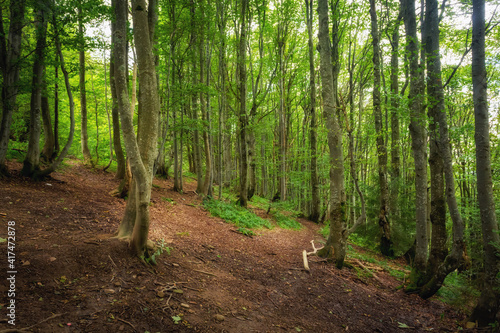 Beautiful woods path in Bieszczady