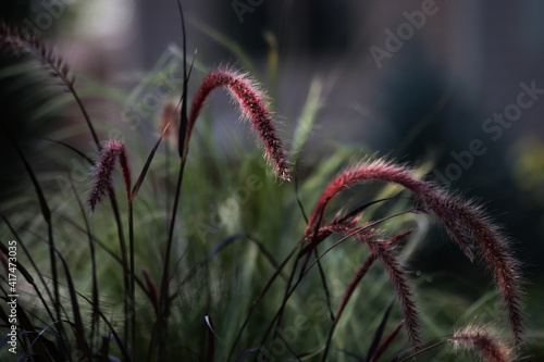 An artistic photo with a close up of purple fountain grass late in the evening with a bokeh dark background © MOLLY SHANNON