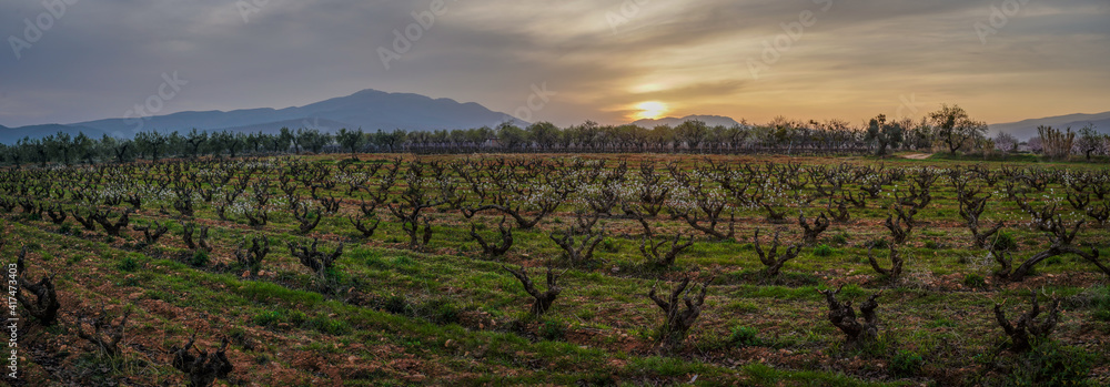 vineyards in winter at sunset in La Rioja