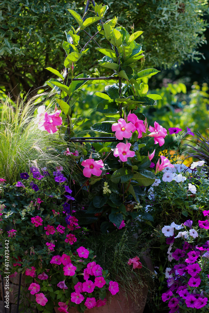Beautiful pink mandevilla climbing up an obelisk surrounded by pink petunias backed up by  sunlit mexican feather grass .