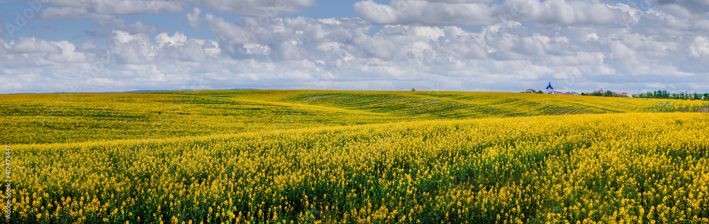 Panoramic view of the yellow field of rapeseed. hills with yellow rape.