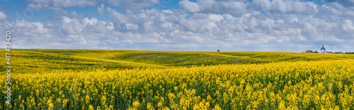 Panoramic view of the rapeseed yellow field wave with blue sky and village on the horizon © pavlobaliukh