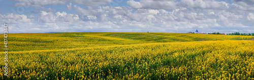 Panoramic view of the yellow field of rapeseed. hills with yellow rape.