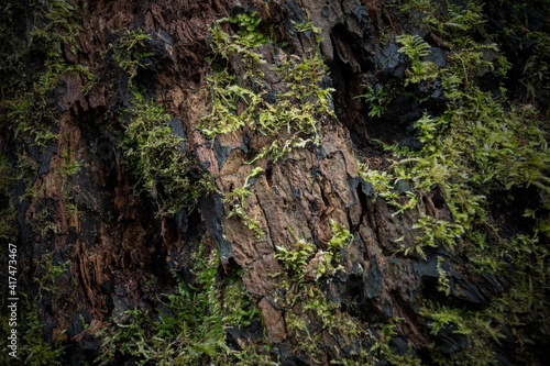 Closeup of Rotting Log