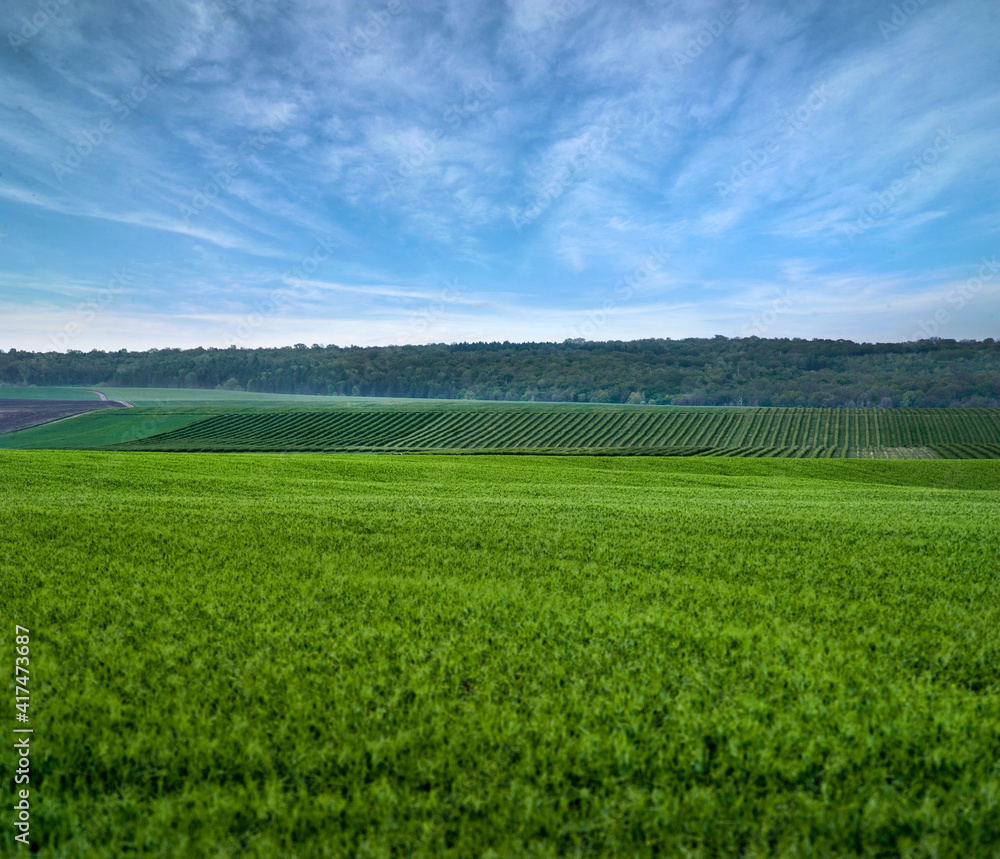 Fototapeta premium green field and blue sky
