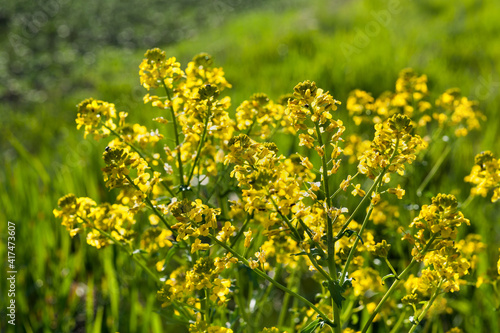 close up yellow green rapeseed flower