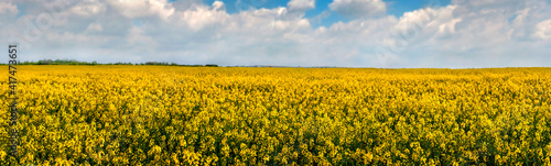 Agricultural flowering rapeseed panoramic view in perspective and beautiful sky
