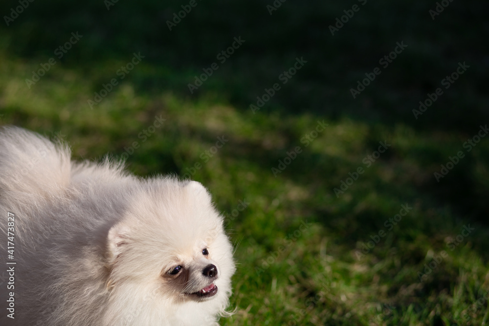 Creamy Pomeranian Puppy On Grass Creamy Pomeranian Puppy On Grass