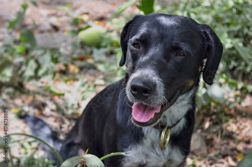 Perro negro en medio del bosque