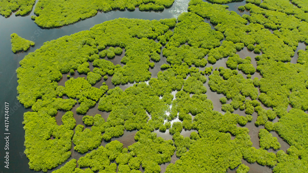 Aerial view of rivers in tropical mangrove forests. Mangrove landscape, Siargao,Philippines.