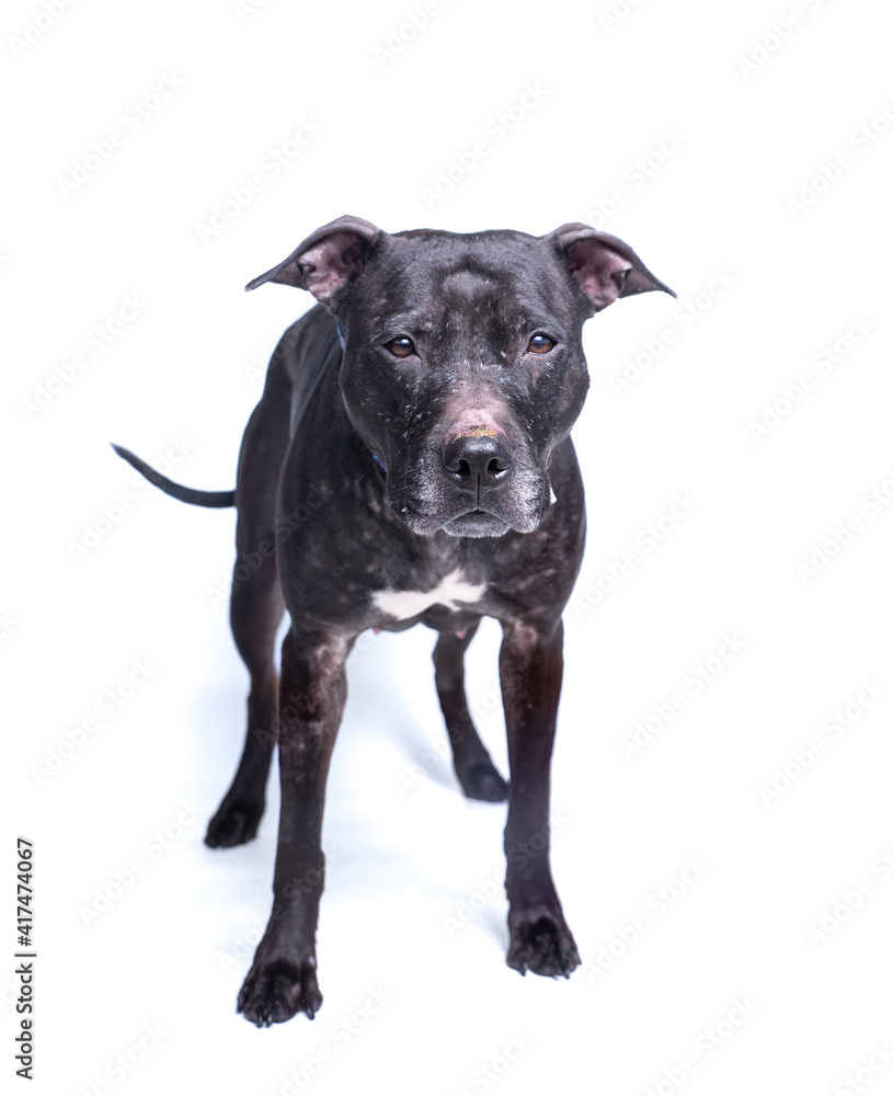 Obraz premium cute shelter dog portrait on a white isolated background