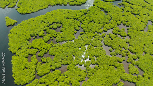 Aerial view of rivers in tropical mangrove forests. Mangrove landscape, Siargao,Philippines.