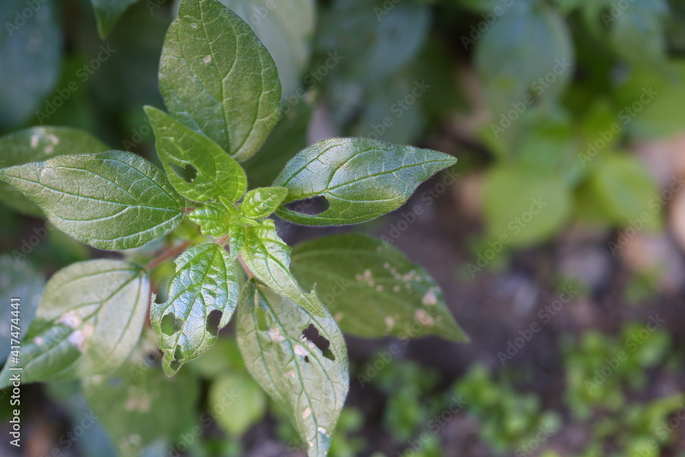 leaves leaves