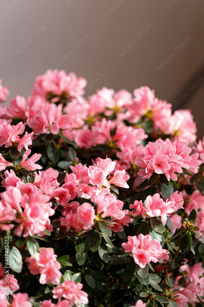 Beautiful Japanese pink Azalea flowers cut into a dense shrubbery. Full in bloom in may, springtime. Background full of flowers. Beautiful Japanese pink Azalea flowers cut into a dense shrubbery. Full in bloom in may, springtime. Background full of flowers.