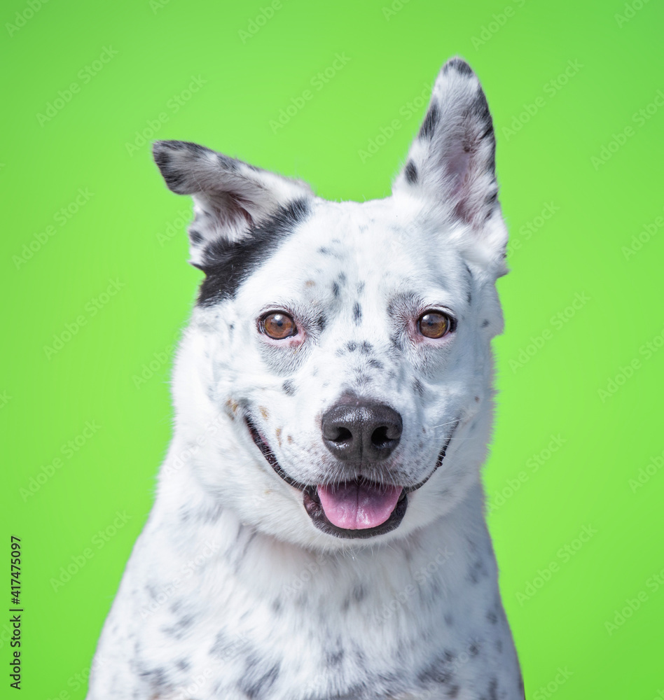 cute shelter dog portrait on an isolated background