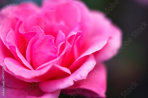 pink fresh rose close up, summer nature pattern and petals background, garden flower © Marina