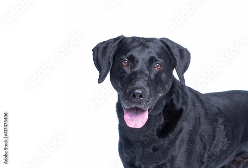 cute shelter dog portrait on a white isolated background © annette shaff