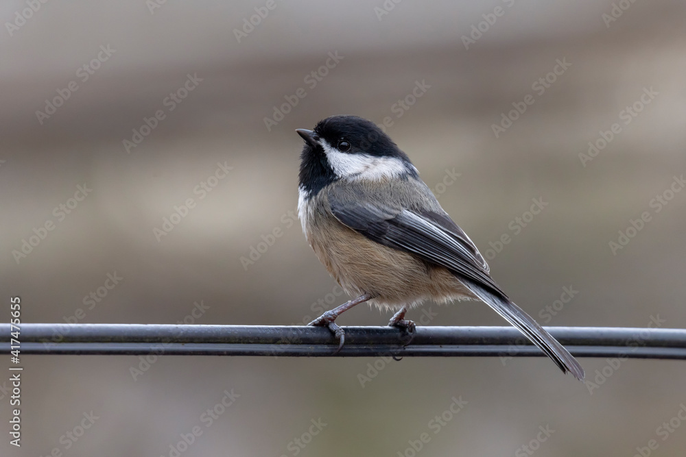 Fototapeta premium black capped chickadee