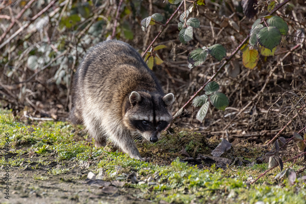 the common raccoon