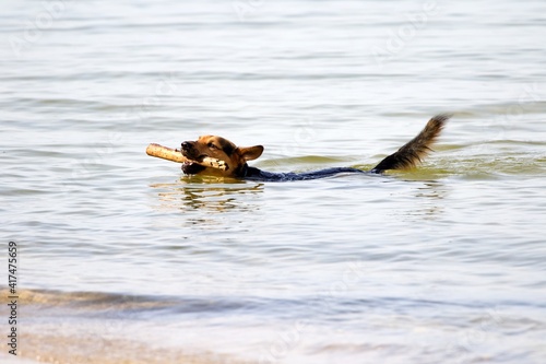 Hund spielt im Wasser