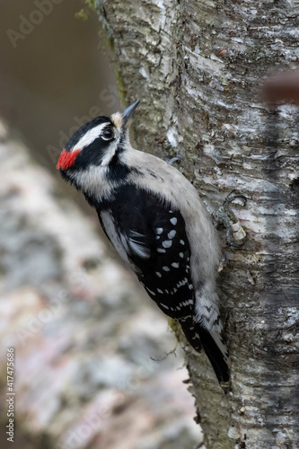 Downy Woodpecker bird