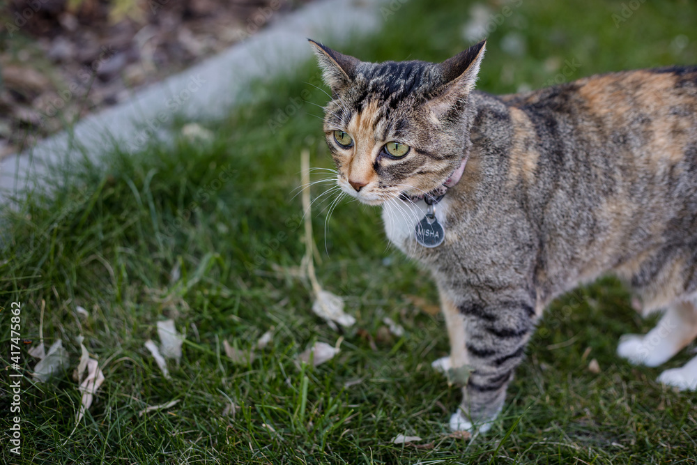 Calico cat portrait outside on lawn
