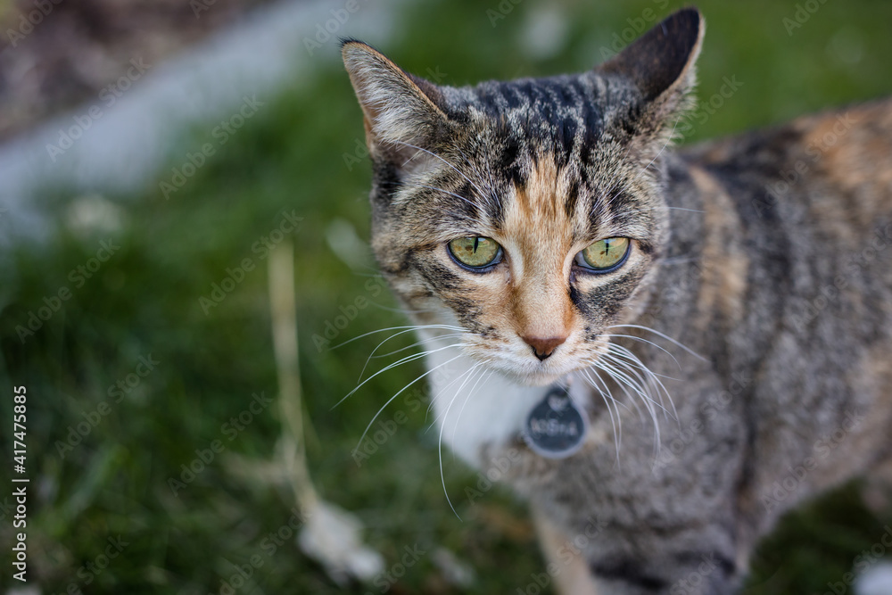 Calico cat portrait outside on lawn