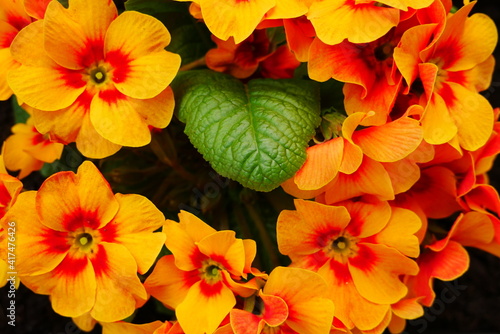 Fototapeta Naklejka Na Ścianę i Meble -  green leaf in the middle of a ring of primroses with yellow red flowers Primula
