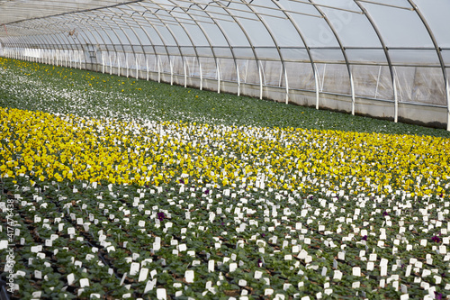 viele bunte blühende Stiefmütterchen in einem großen Gewächshaus im Frühling