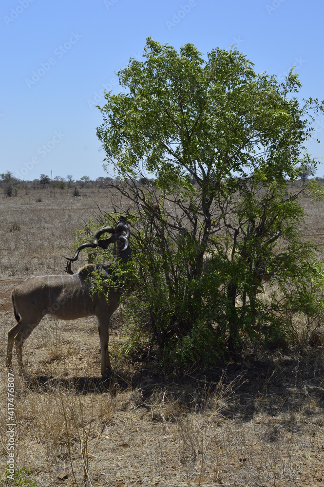 Naklejka premium Antelope in the tree