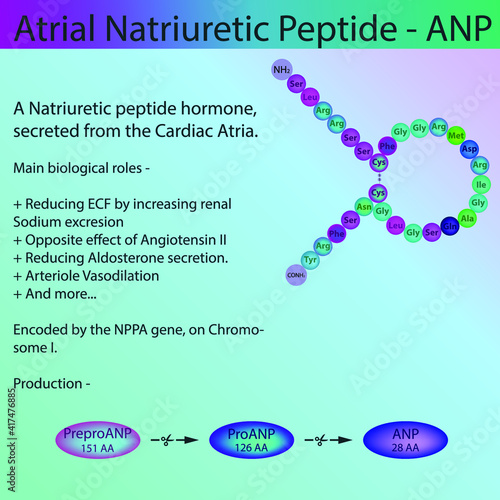 ANP Natriuretic Peptide Hormone peptide structure, Vector illustration educational medical information diagram. Endocrine molecule process for university, school, biochemistry class.