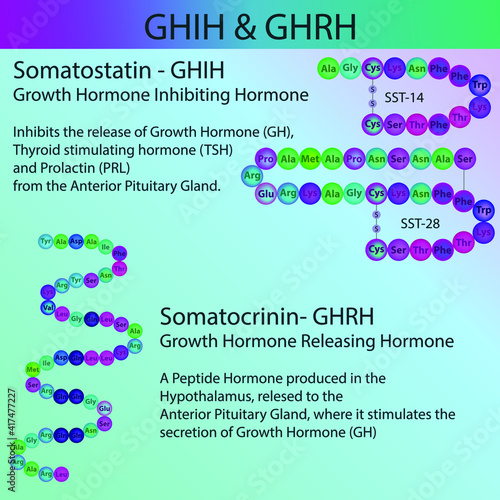 GHRH and Somatostatin Anterior Pituitary, Growth Hormone Hormone peptide structure, Vector illustration educational medical information diagram. Endocrine molecule process for university biochemistry photo