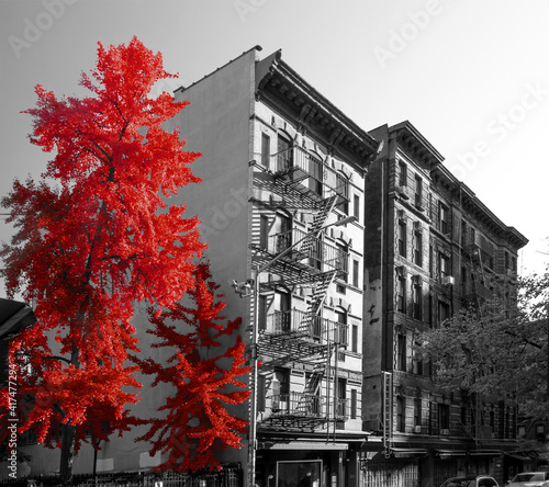 Red trees and old buildings in black and white cityscape scene on Sullivan Street in the SoHo neighborhood of New York City © deberarr