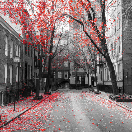Red fall trees in black and white cityscape on Commerce Street in the Greenwich Village neighborhood of Manhattan, New York City
