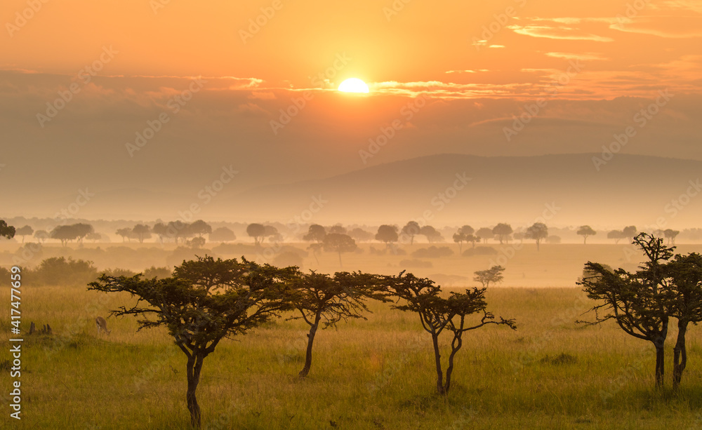 Acacia trees and spring green grass at sunset on the Maasai Mara savannah, Kenya, Africa.