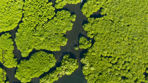 River in tropical mangrove green tree forest top view. Mangrove jungles, trees, river. Mangrove landscape